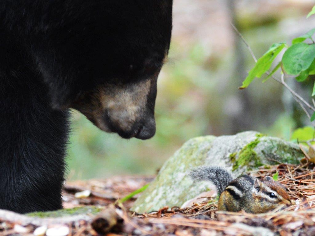 Cub and Chipmunk by L.P.