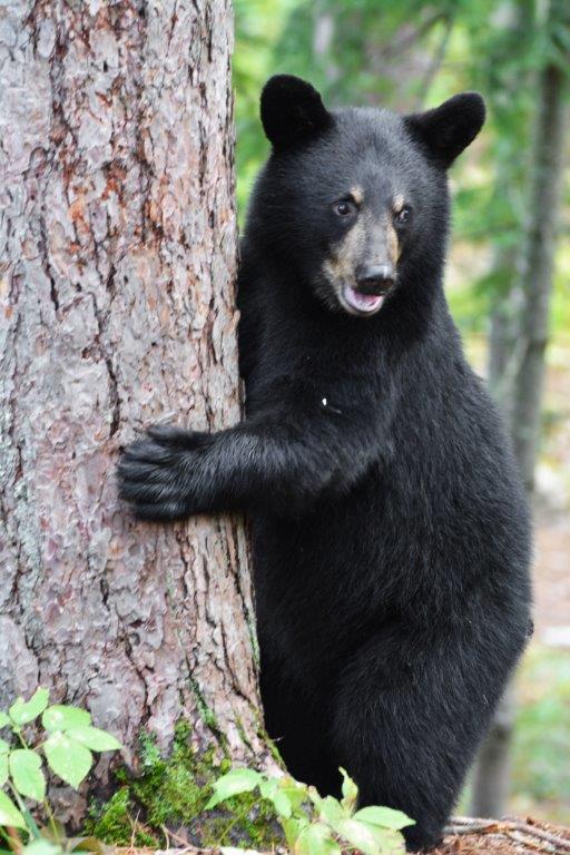 Cub of injured mom by L.P.