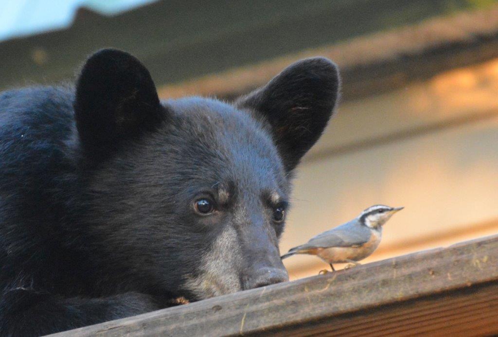 Cub w/bird by L. Pottinger
