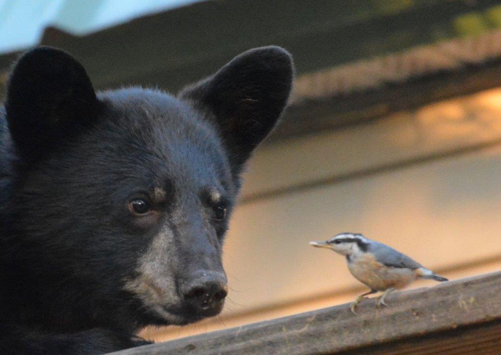 Cub w/bird by L. Pottinger