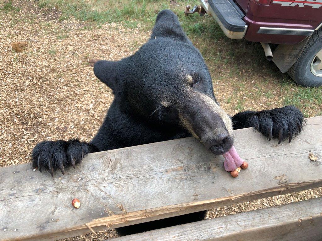 Ingesting nuts by J. Shaw