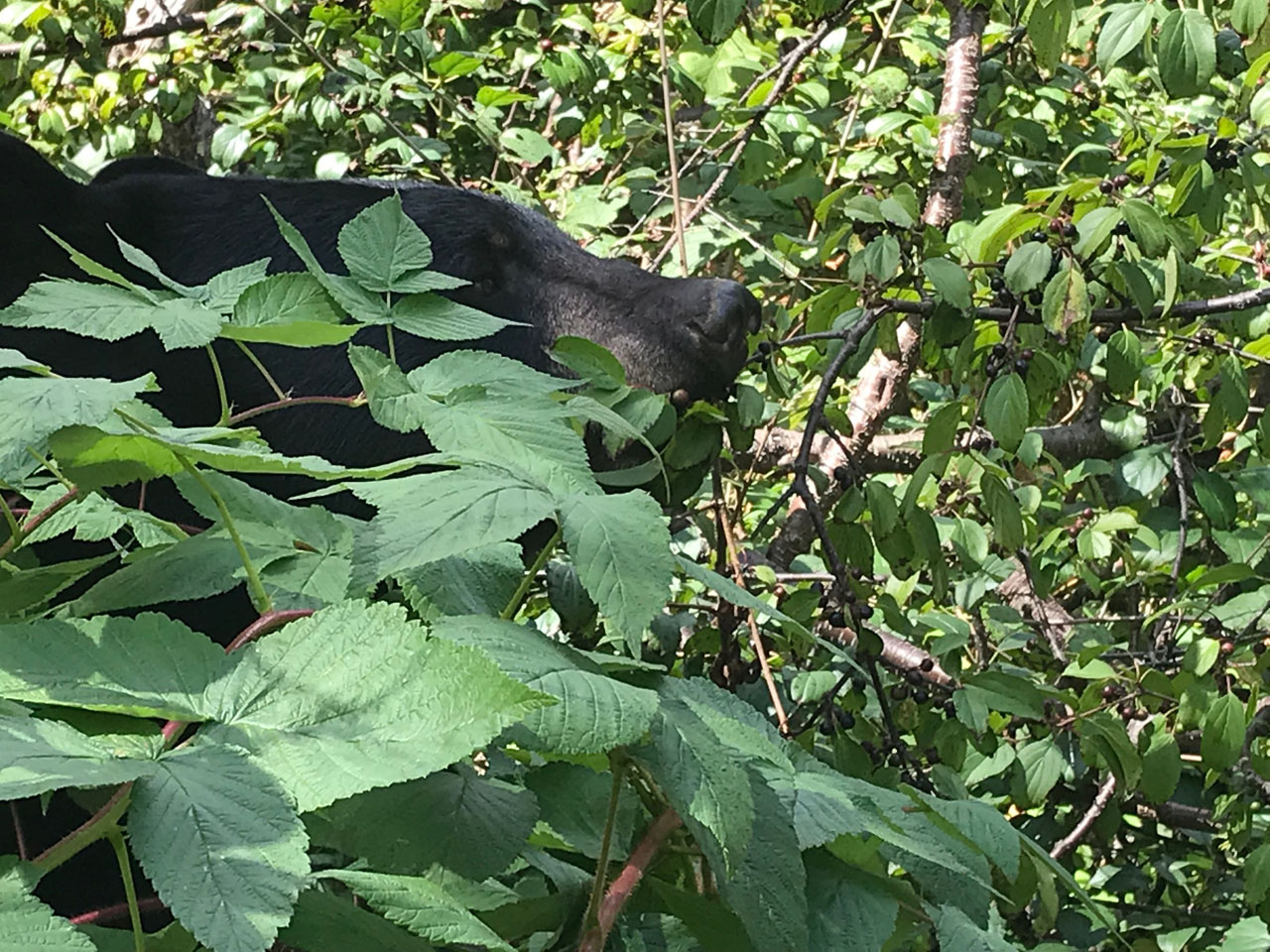 Tasha eating buckthorn