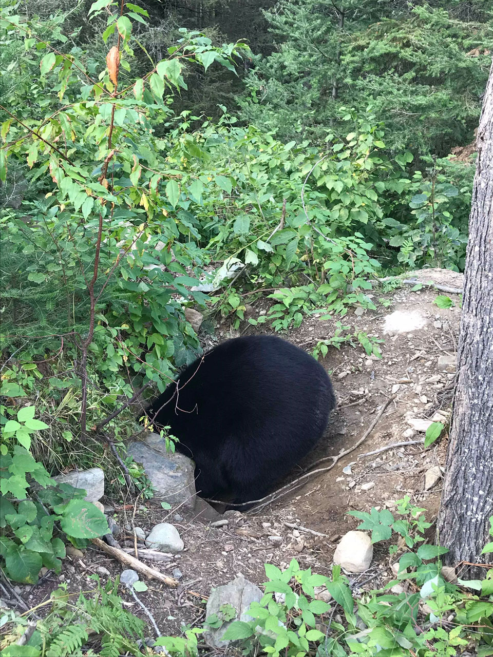 Tasha entering her den