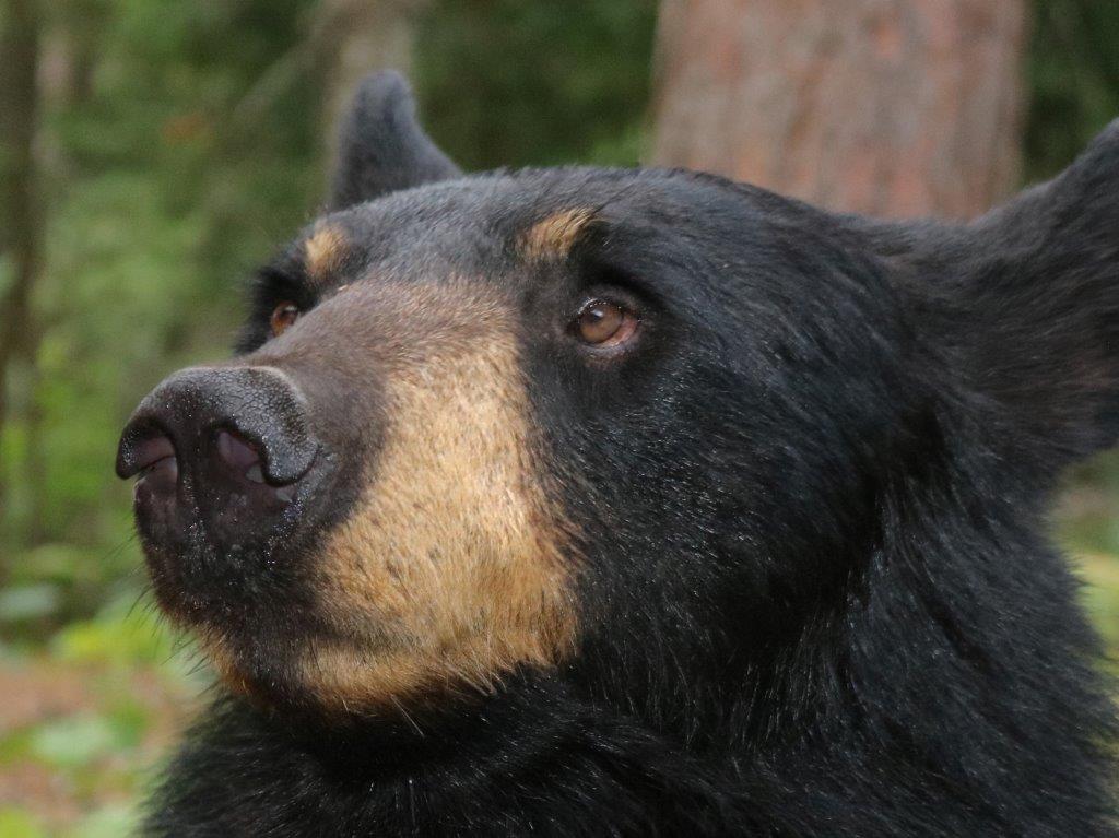 Ursula 8-13-19 by Davison