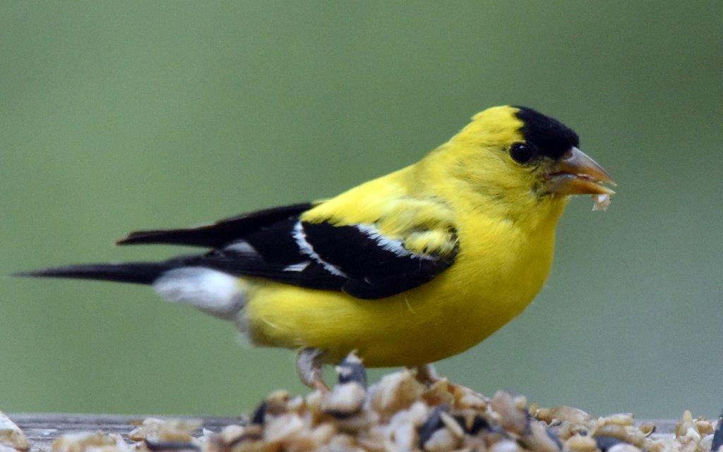 Goldfinch