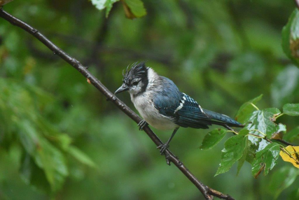 Blue Jay