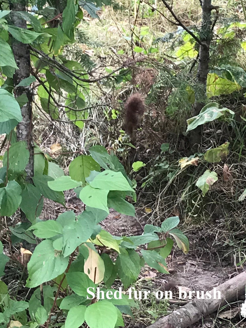 Shed fur