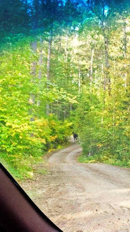 Moose in driveway