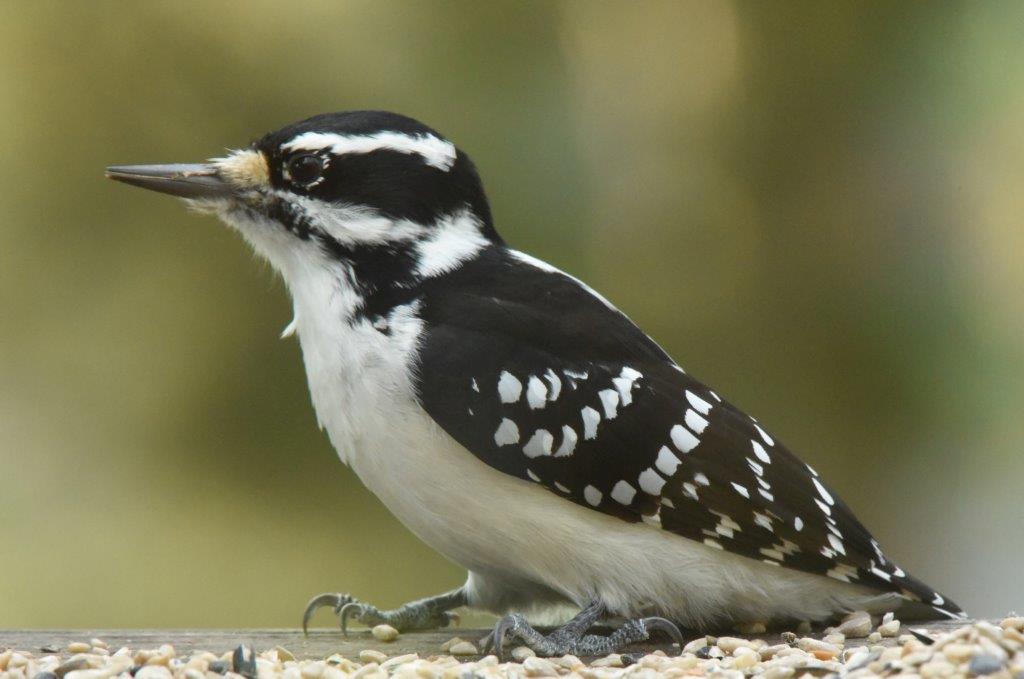Hairy woodpecker female