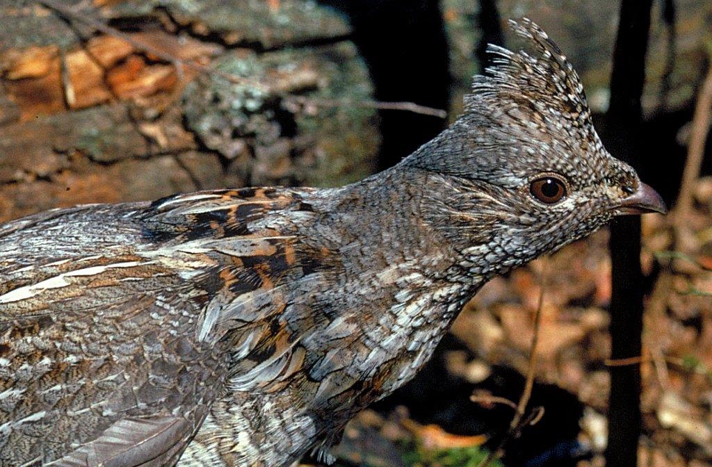 Ruffled grouse