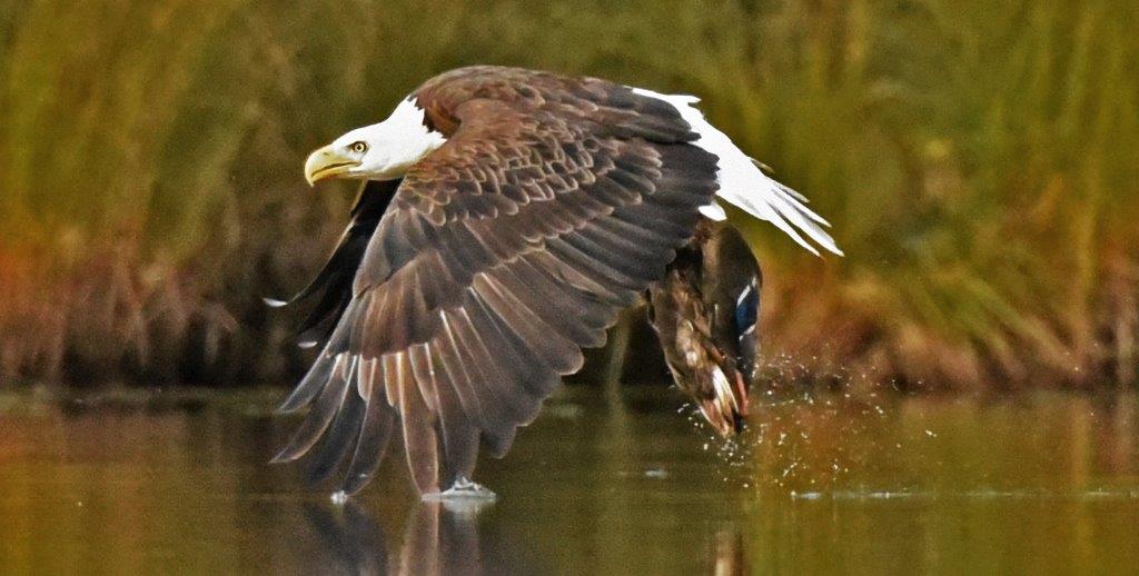 Bald Eagle