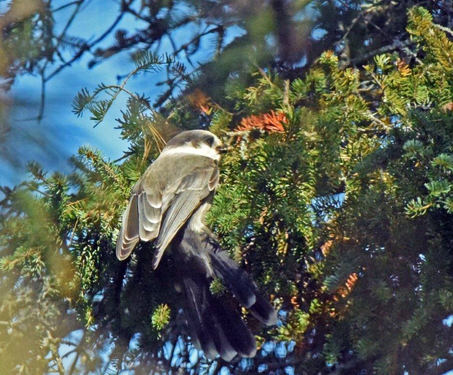 Gray jay caching food