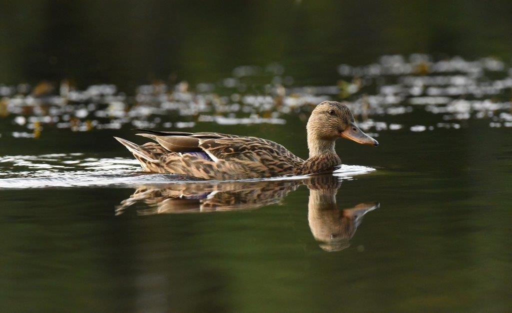 Mallard female