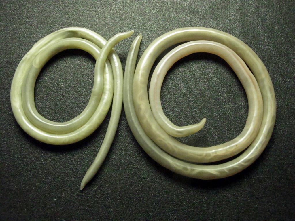 Baylisascaris transfuga