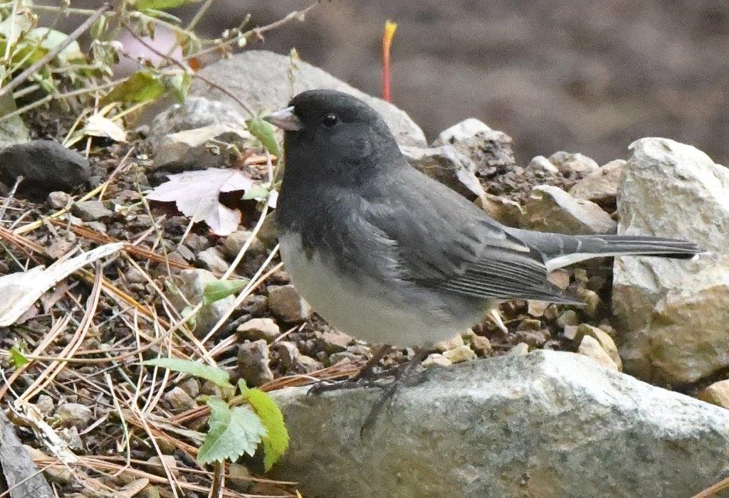 Dark-eyed Junco