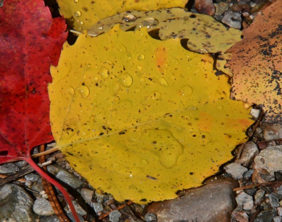 Big-toothed aspen leaf