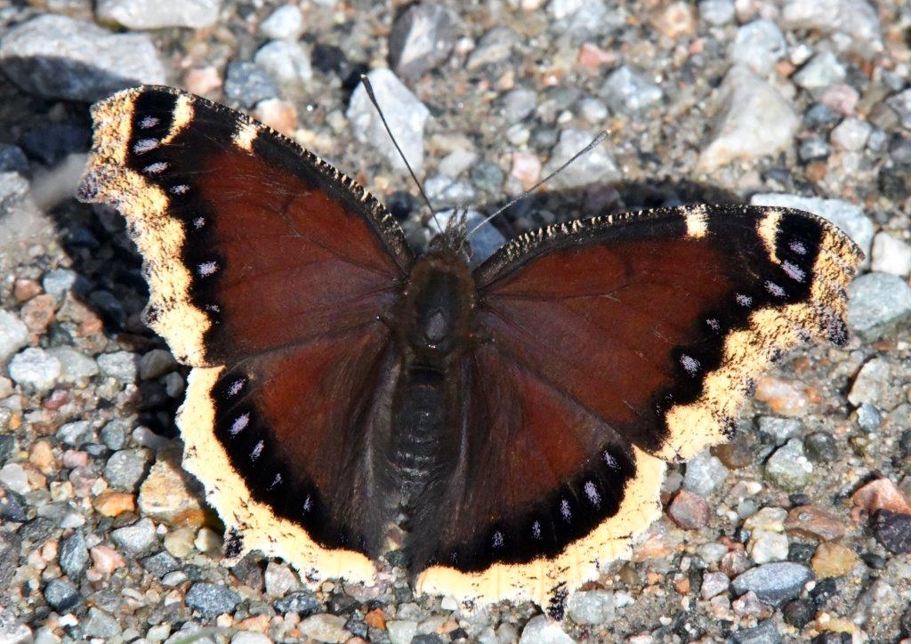 Mourning cloak butterfly