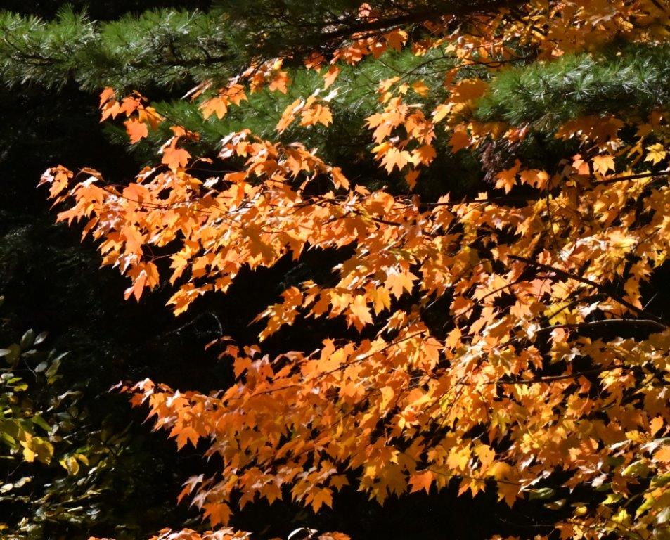 Yellow maple 