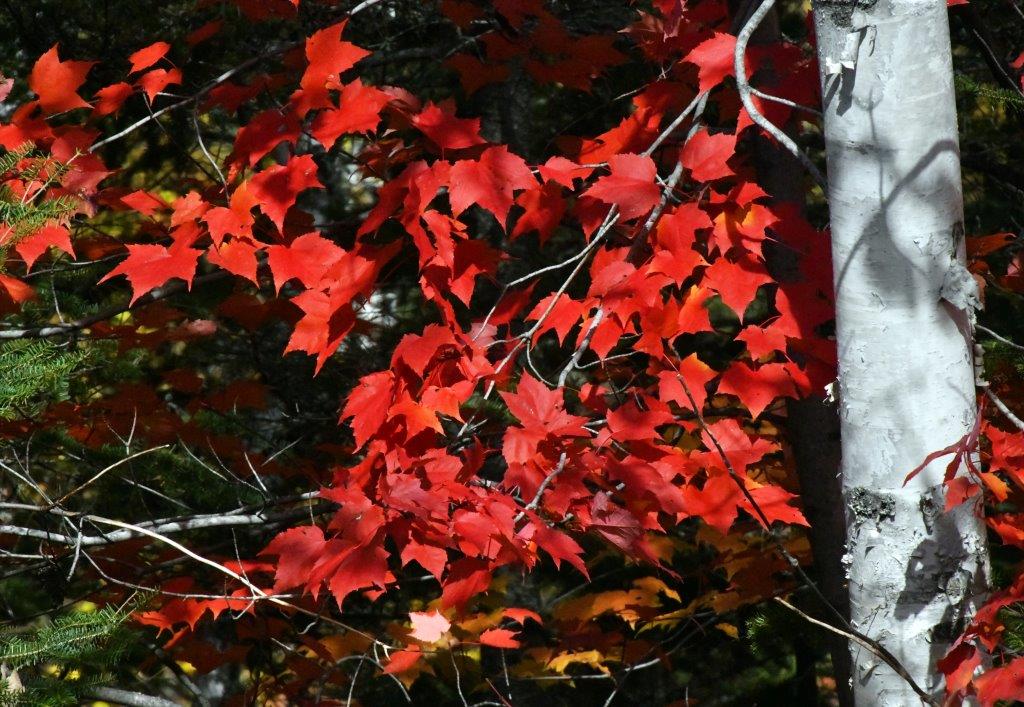 Red maple leaves