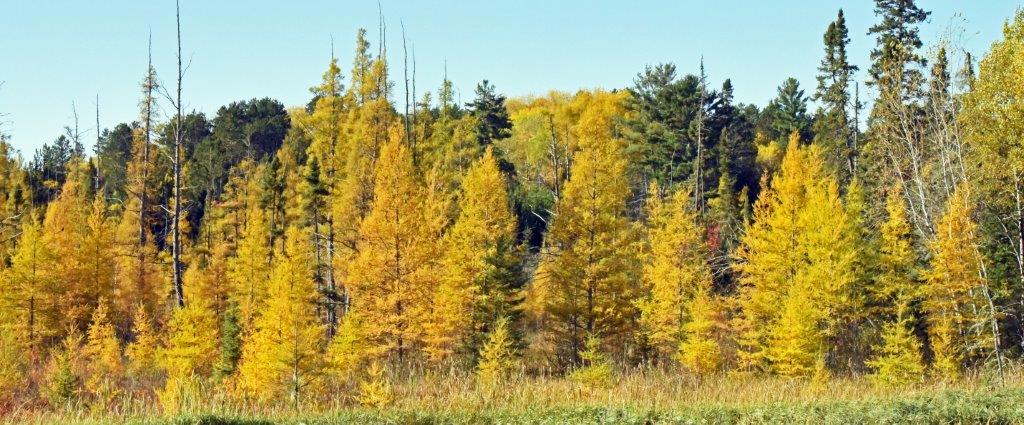 Glowing Tamaracks