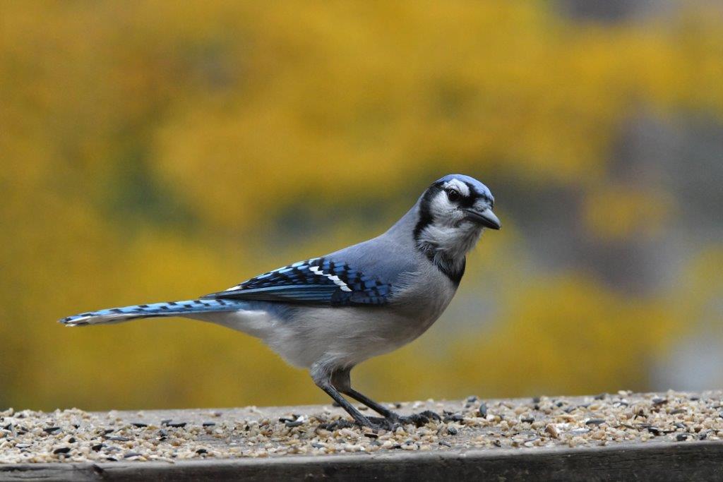 Blue Jay