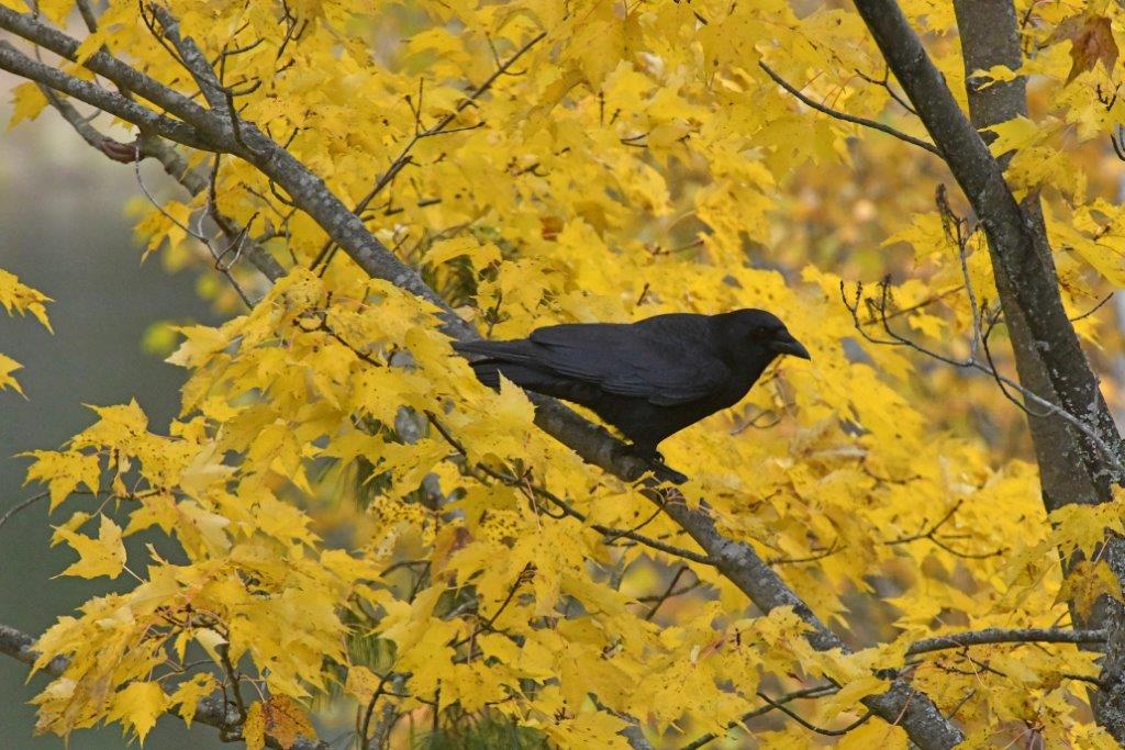 Crow in red maple