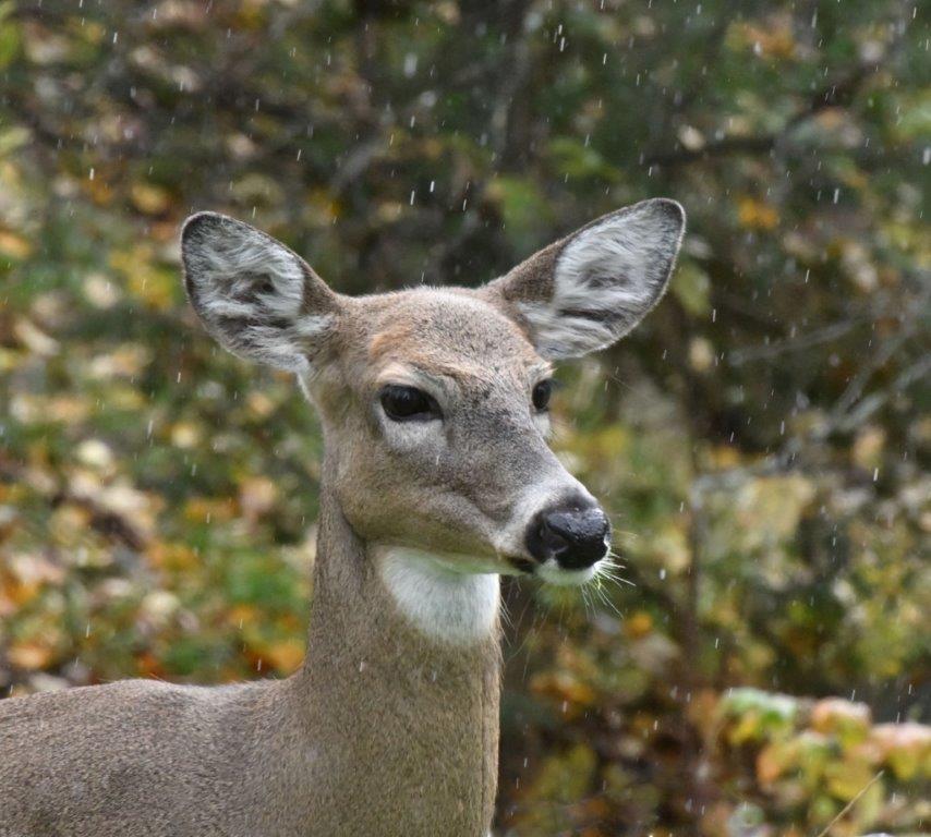 Deer in rain sleet