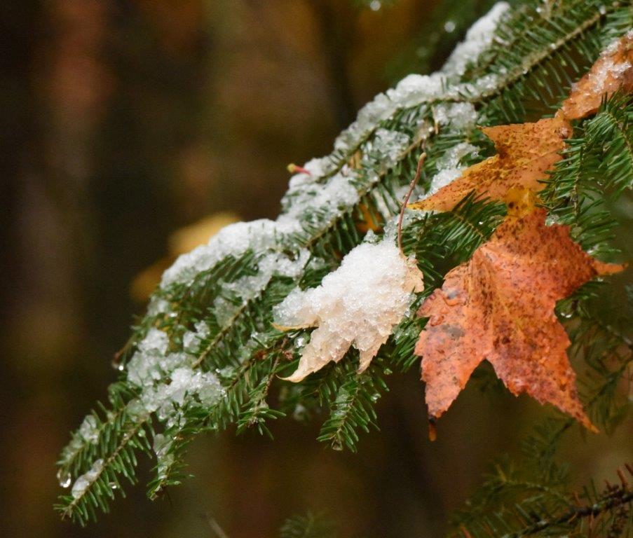 Balsam fir with maple