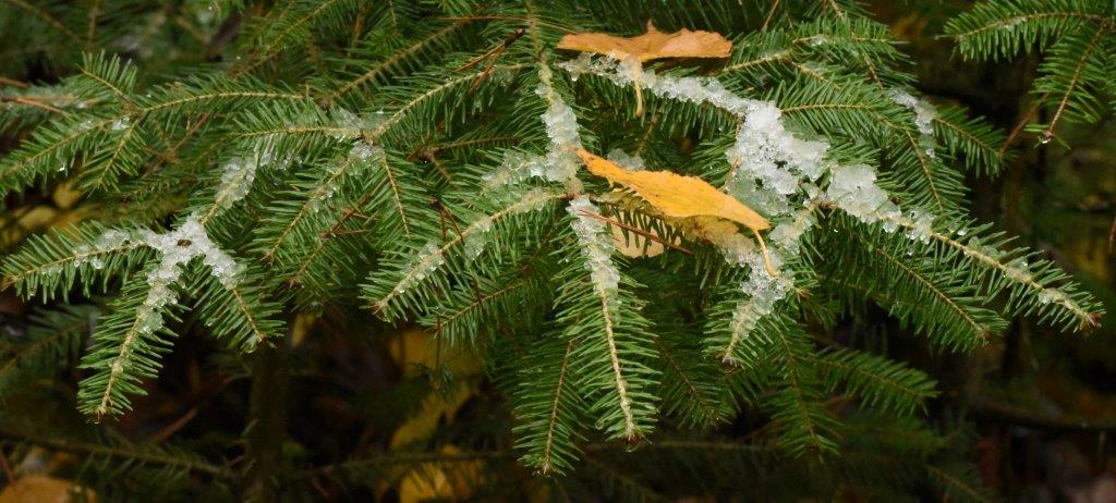Balsam fir with leaves
