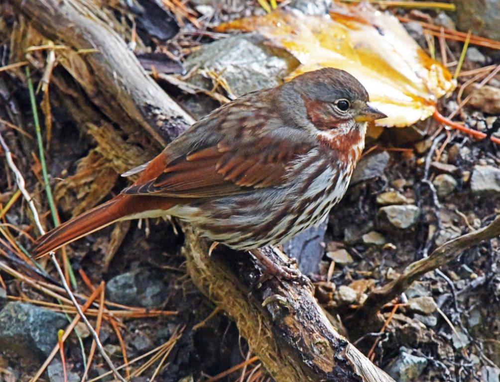 Fox sparrow