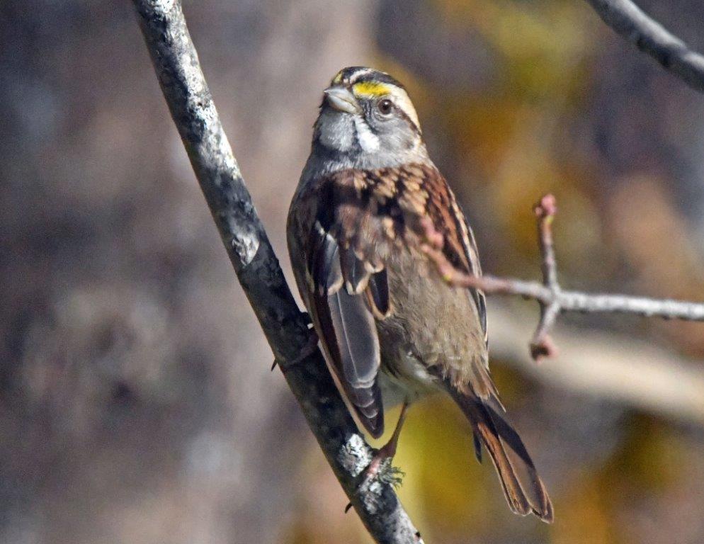 White-throated sparrow