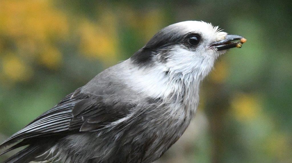 Gray jay