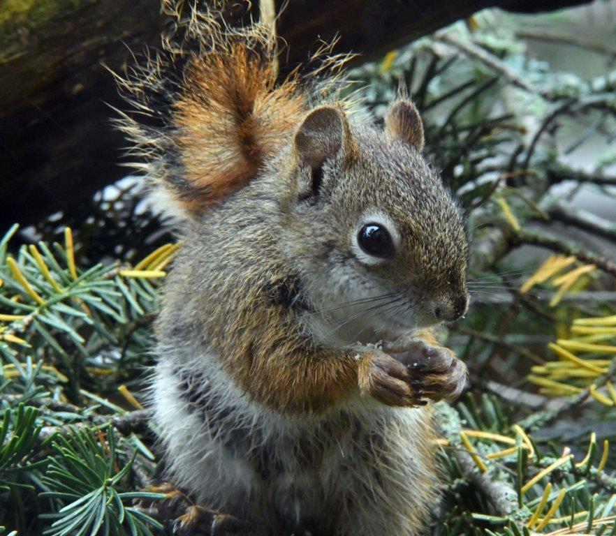 Red Squirrel