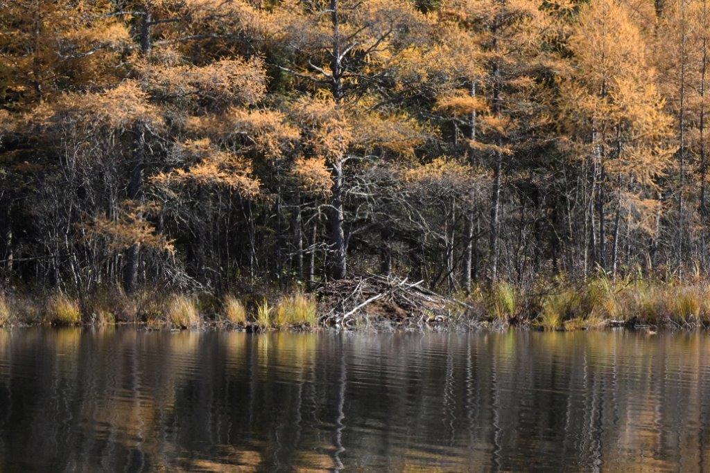 Beaver lodge in my bay