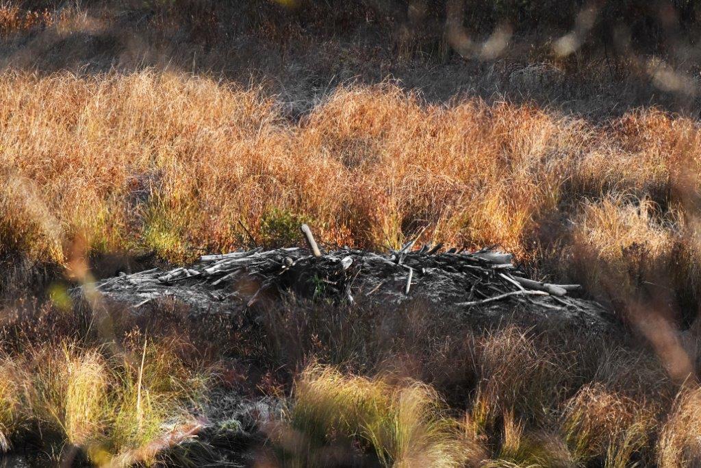 Beaver lodge in woods lake marsh