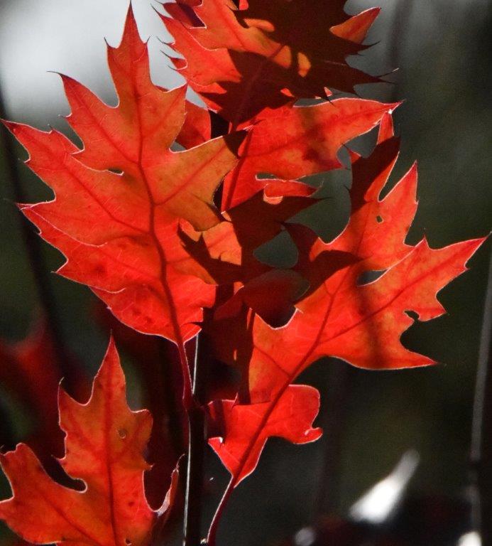 Red Oak leaves backlit