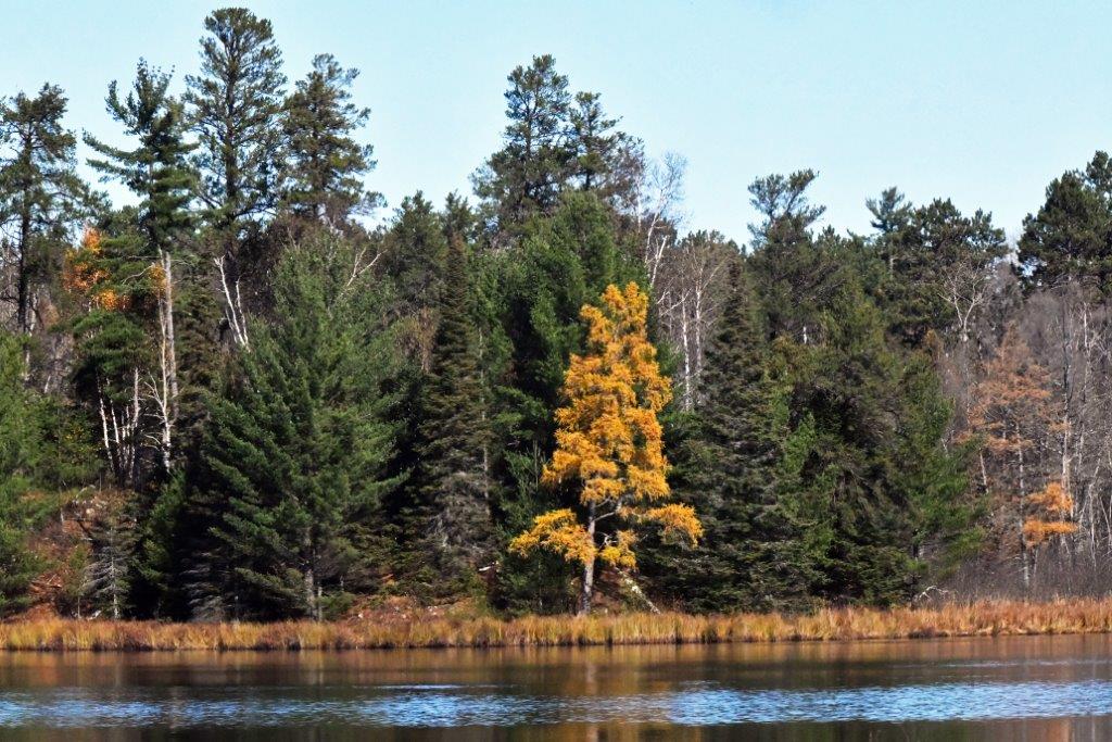 Tamarack on woods lake