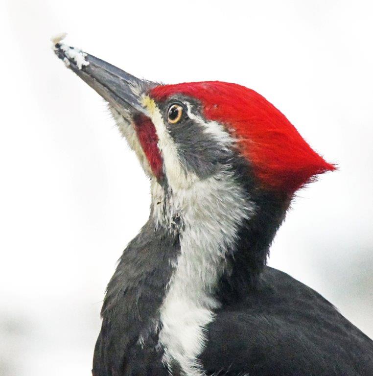 Pileated