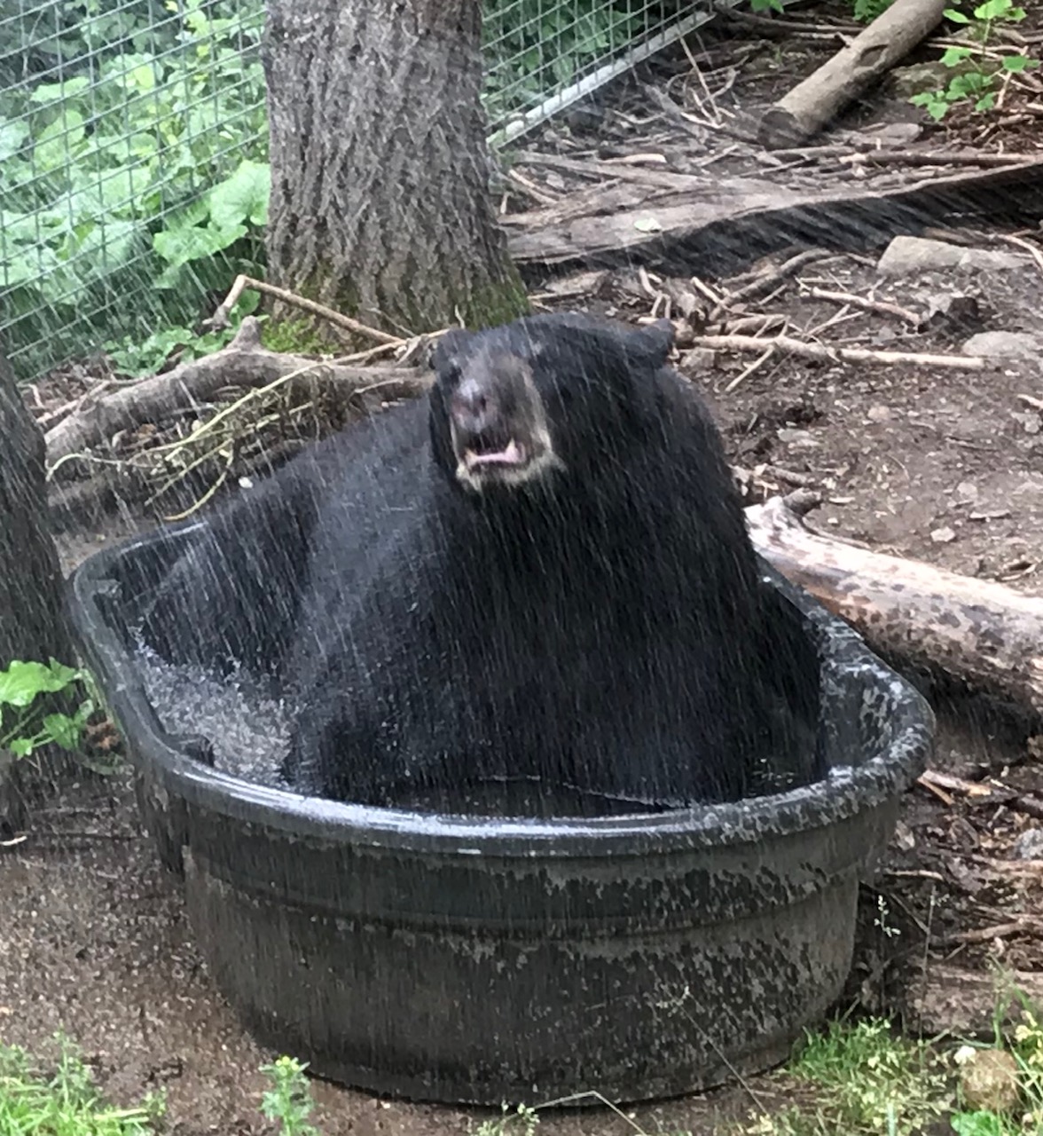 Tasha in tub with water