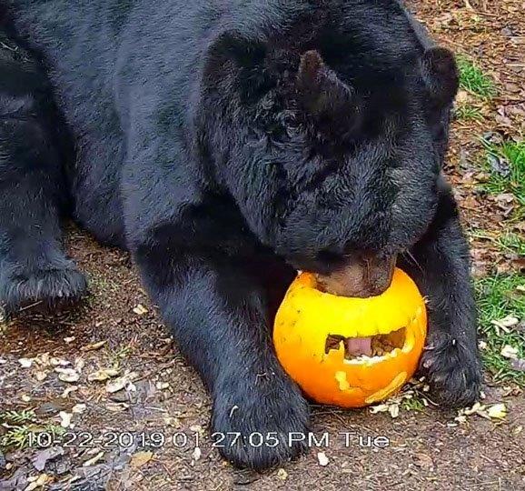 Ted with pumpkin