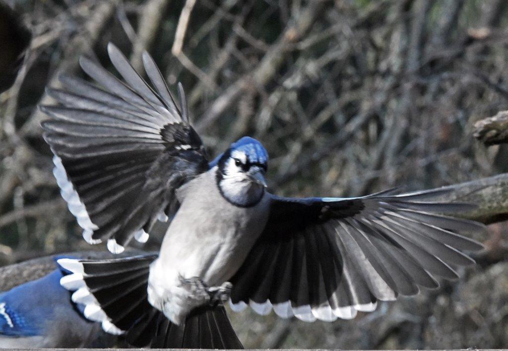 Blue Jay