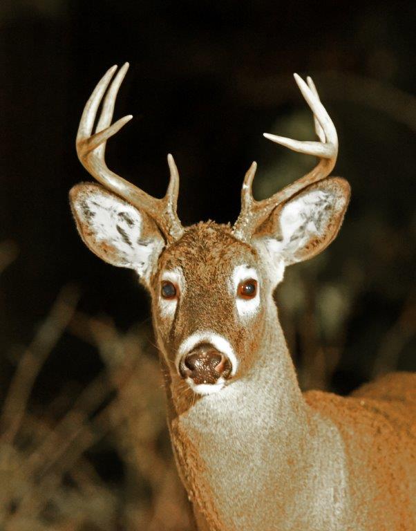White-tailed buck