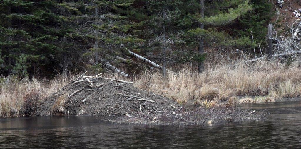 Beaver lodge  