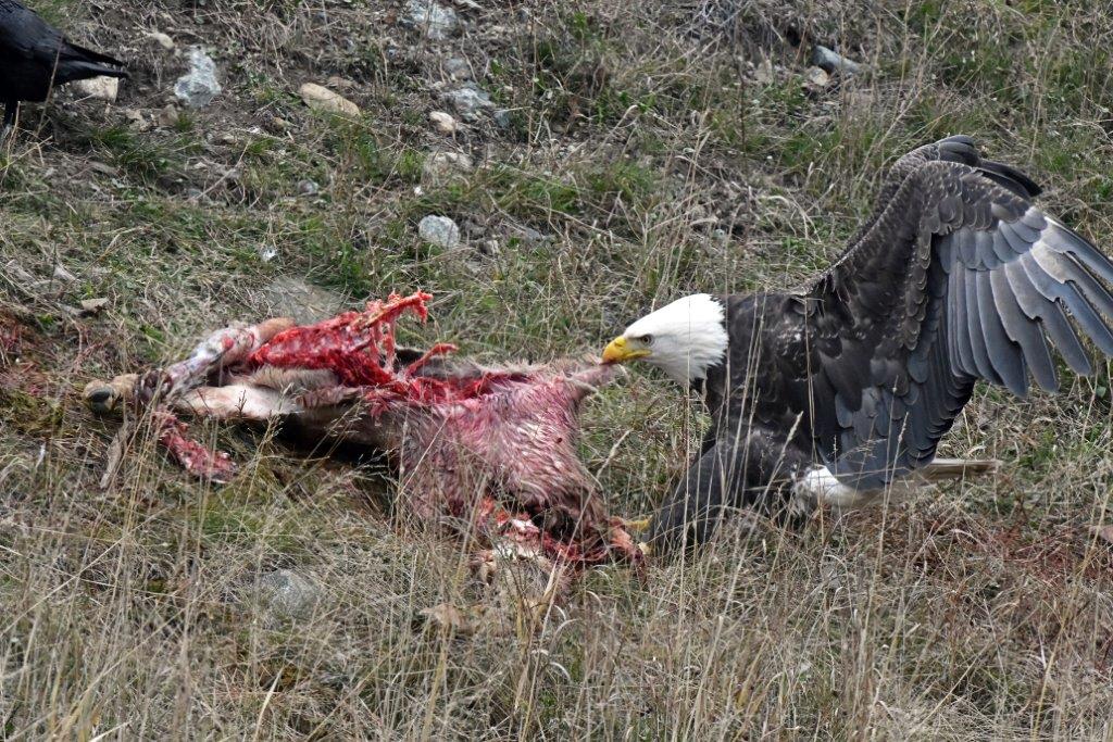 Bald eagle with deer
