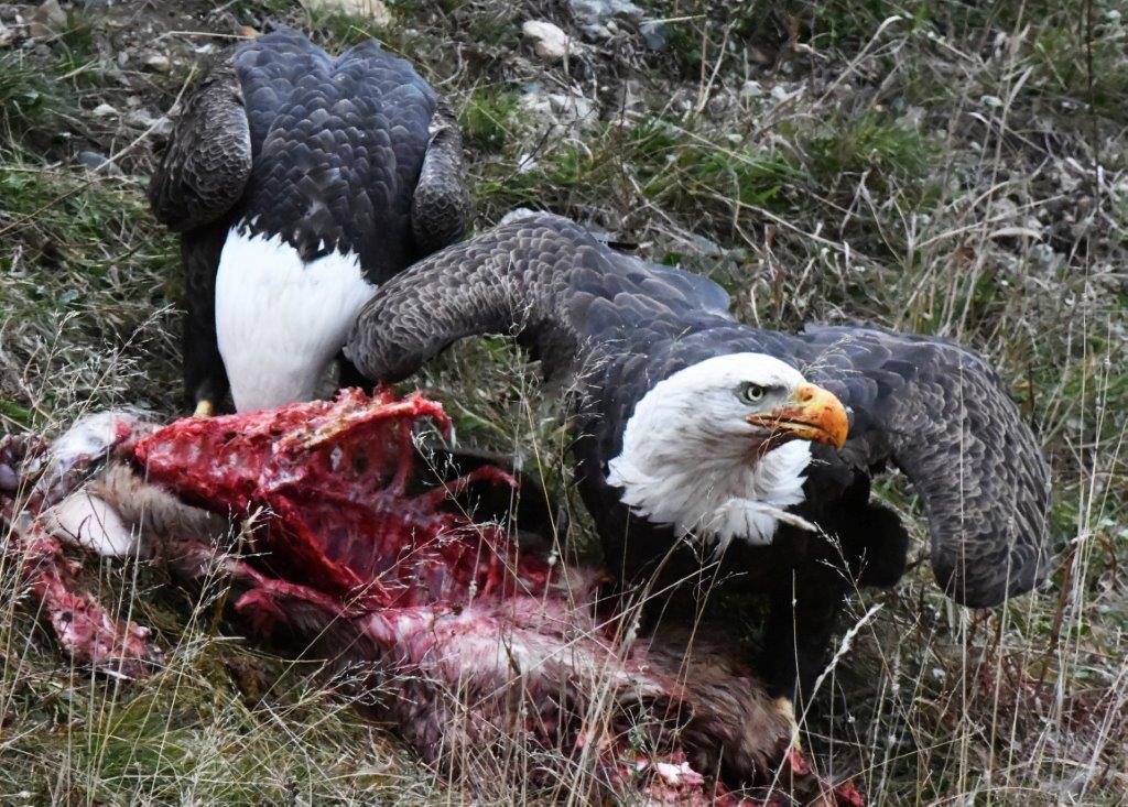 Bald eagles with deer