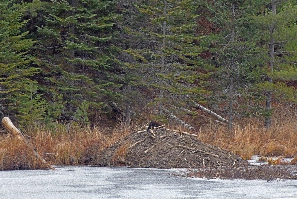 Fisher on Beaver lodge