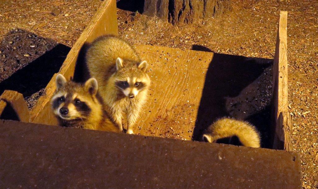 Raccoons