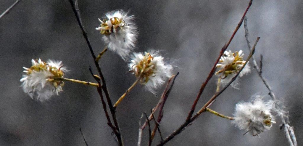 Willow catkins