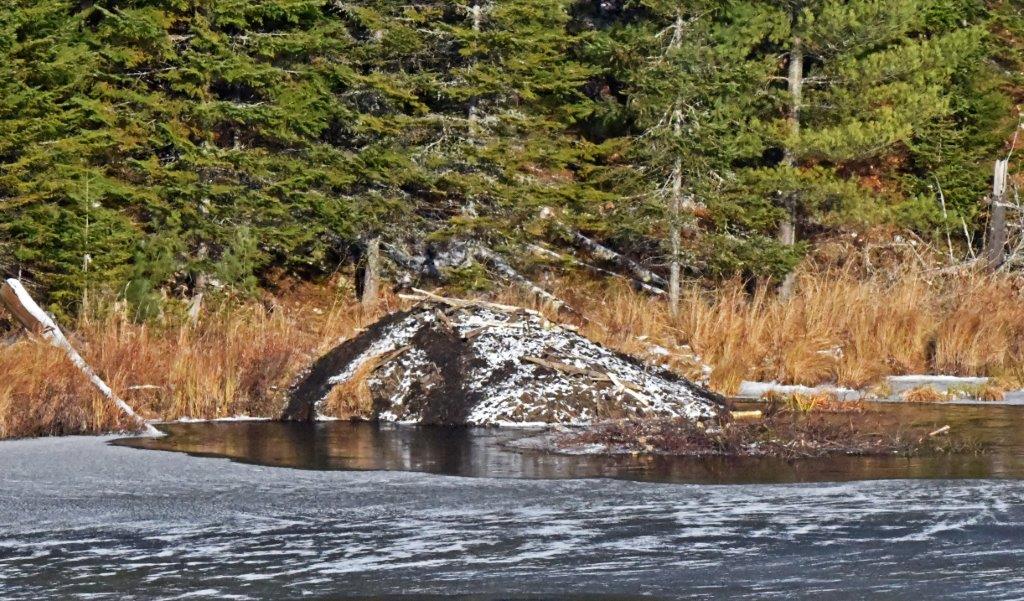 Beaver lodge  