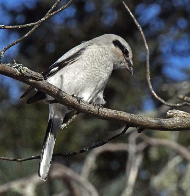 Northern Shrike